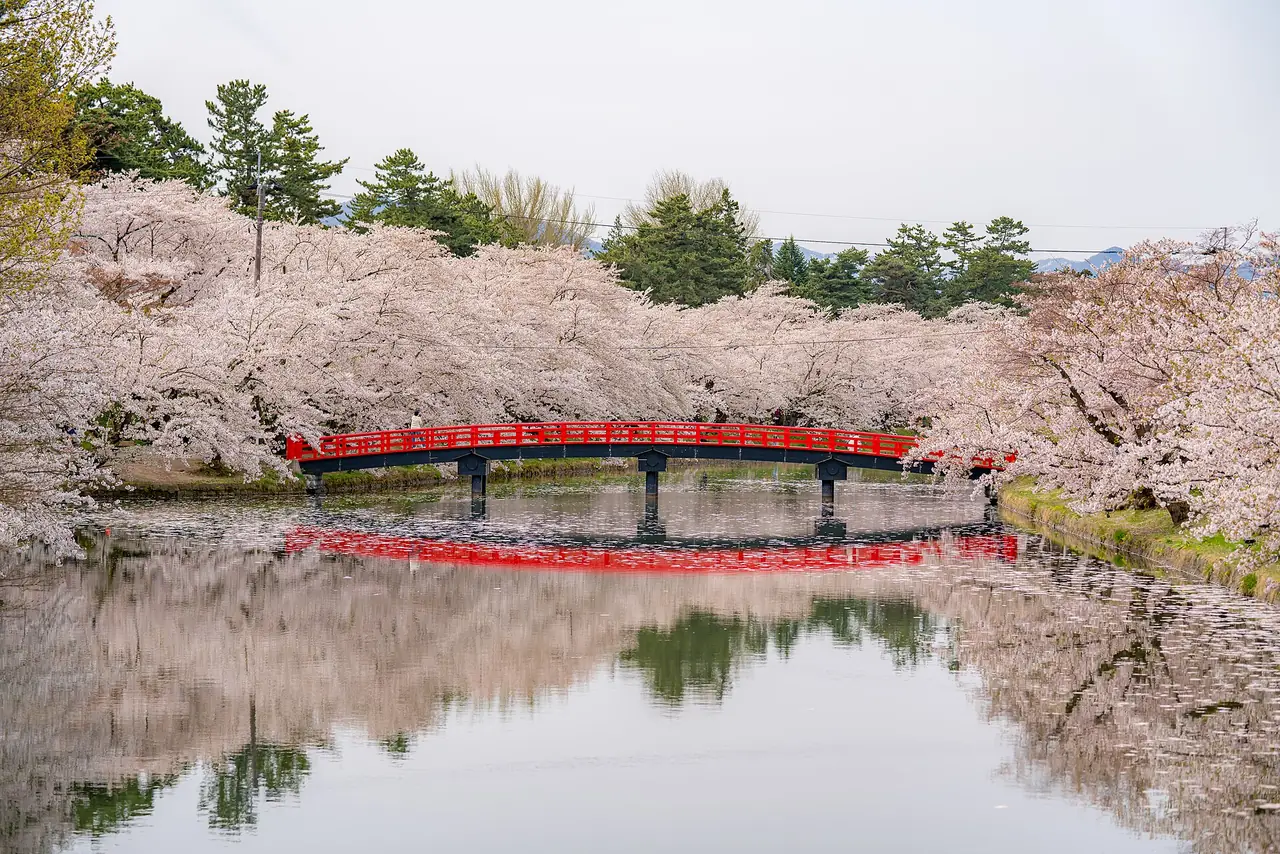 弘前公園の西濠で、向こう岸に満開の桜が帯のように続き、赤い春陽橋と桜が水面に映る様子の写真