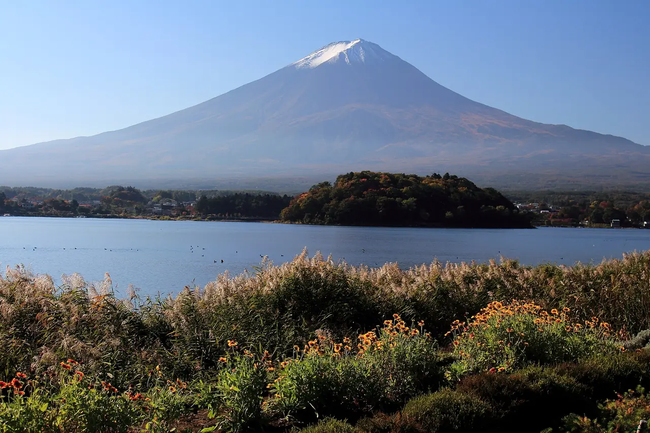大石公園(会場)から見た河口湖と富士山で、手前の岸にすすきと黄色やオレンジ色の花が咲く様子の写真