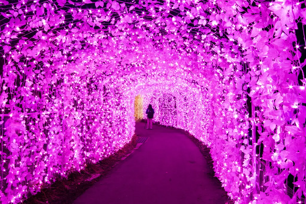 さがみ湖イルミリオンで、ピンク色の電飾がアーチ状に続く光のトンネルと、奥に小さく見える人の影の写真