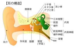 耳の構造を外耳と中耳と内耳に分けて示した図