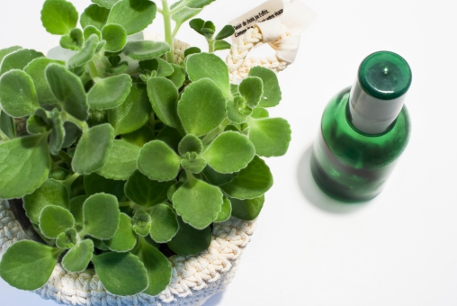 鉢植えの観葉植物のそばに置いた緑色の小瓶