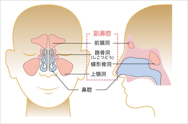 副鼻腔の位置を前頭洞や上顎洞などに分けて示した図