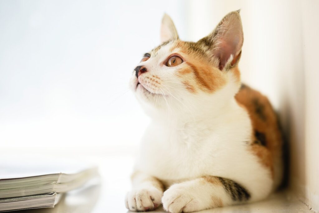 窓辺で上を見上げる三毛猫