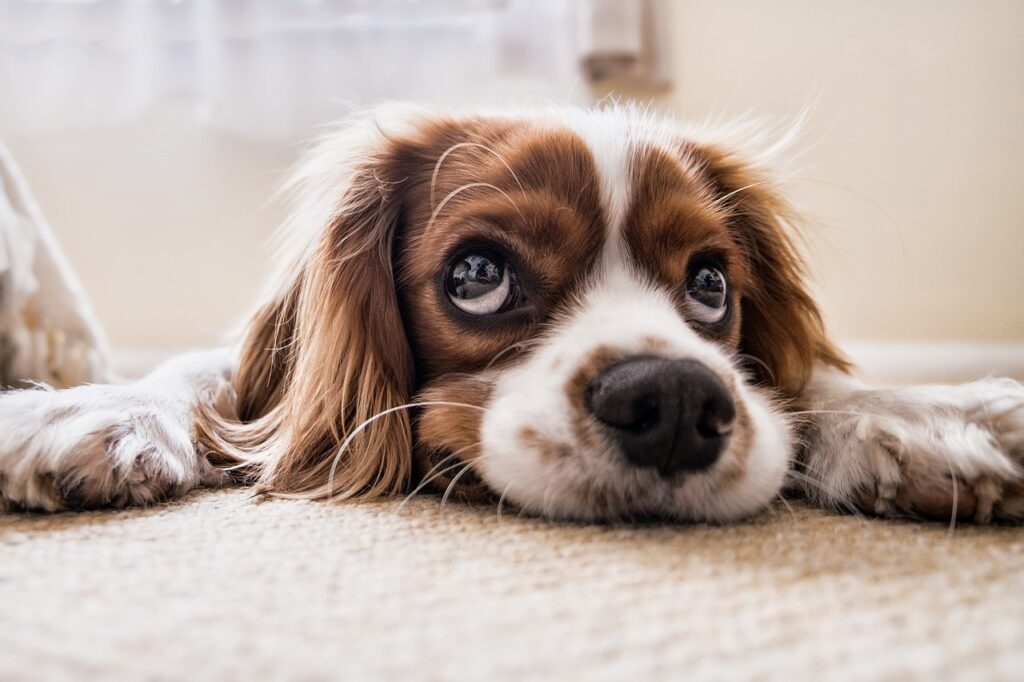 床に伏せてこちらを見るキャバリアの子犬