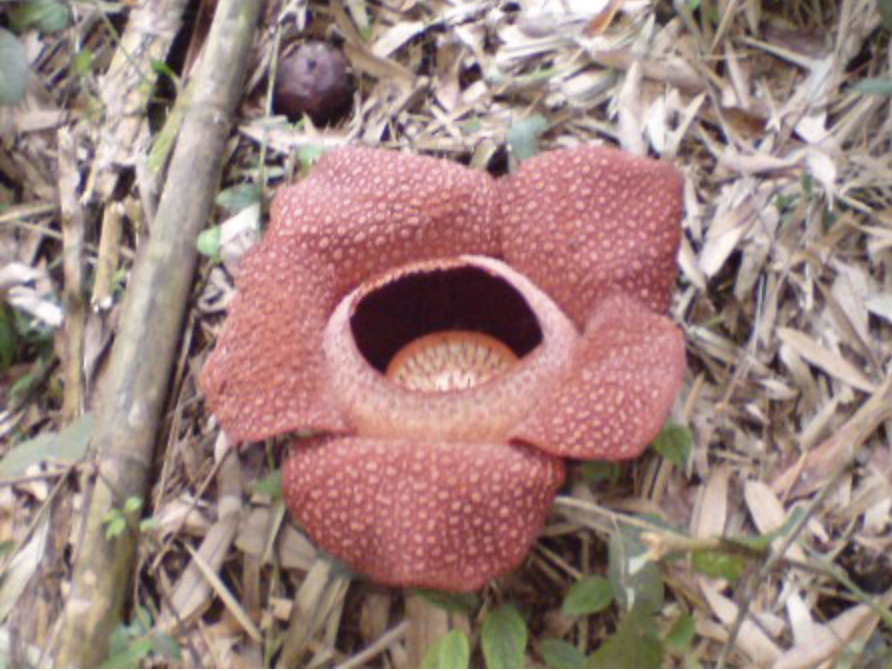 落ち葉の上に咲いた大きなラフレシアの花