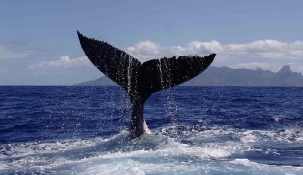 海面から突き出したクジラの尾びれ