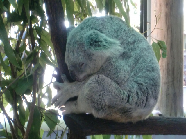 ユーカリの木で眠るコアラ