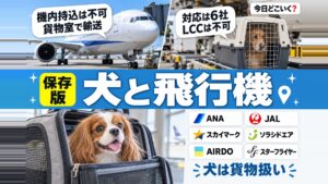 犬を飛行機に乗せる方法は?搭乗の注意点やストレス対策を解説