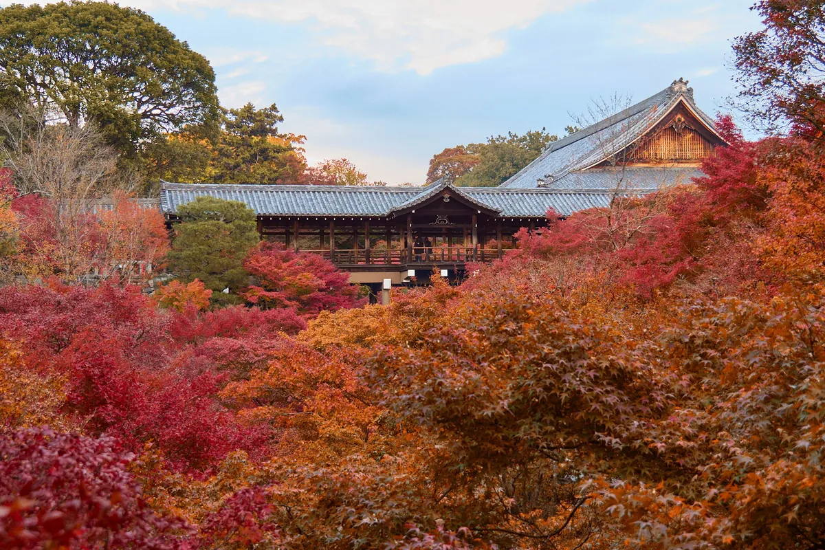 東福寺の通天橋と本堂を囲む紅葉