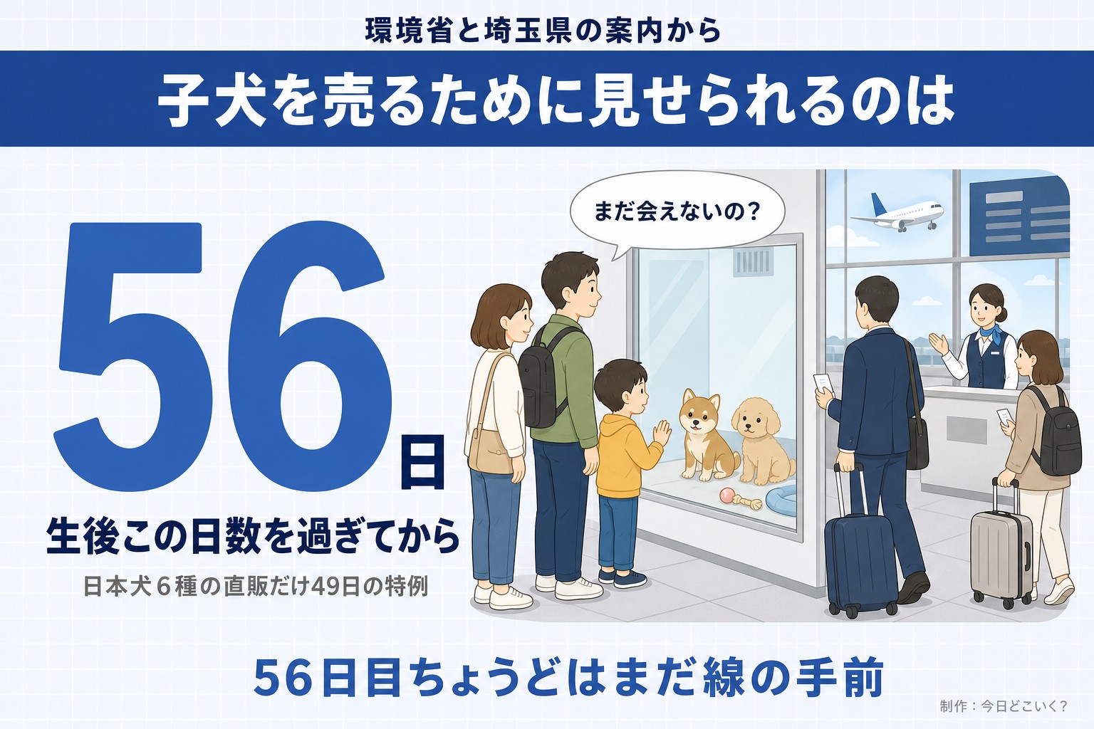 環境省と埼玉県の案内から。子犬を売るために見せられるのは。56日。生後この日数を過ぎてから。日本犬6種の直販だけ49日の特例。まだ会えないの？。56日目ちょうどはまだ線の手前。今日どこいく？が作ったイラスト図解（数字1つのヒーロー＋人物）