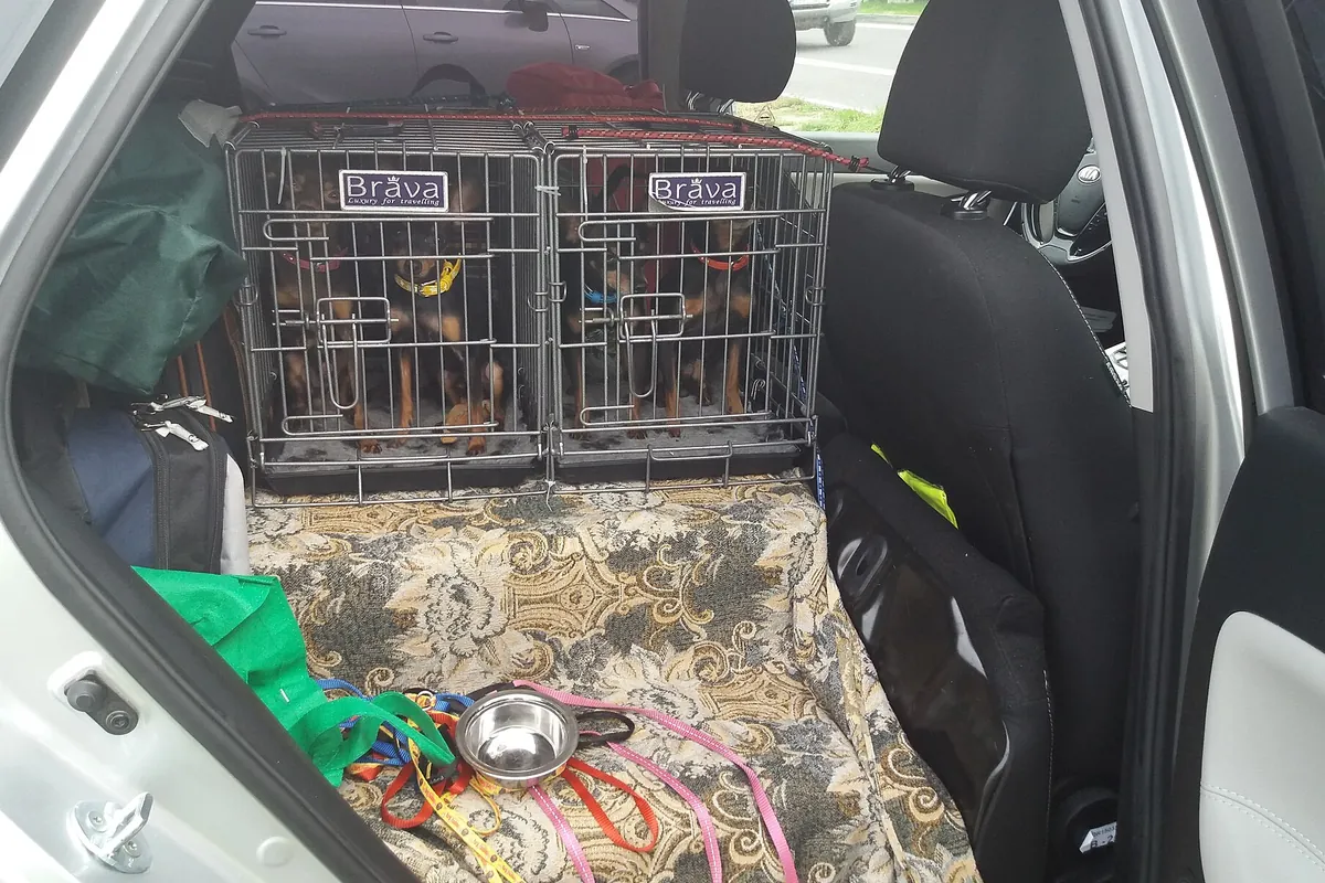 車の後部ラゲッジスペースに犬用のケージが2台並べて固定され、中に犬が入っている様子の写真