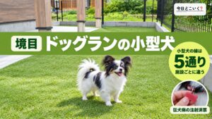 ドッグランの小型犬は何キロまで？6施設で違う境目と必要な証明