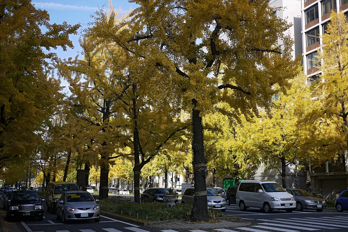 大阪・御堂筋の道路沿いに色づいたいちょう並木が続き、歩道脇に車が走る様子の写真