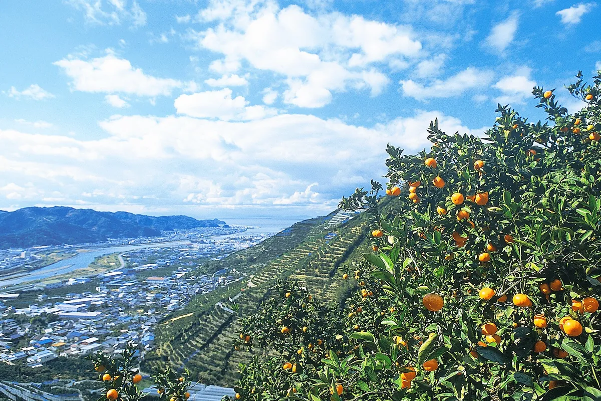 山の斜面に広がる柑橘畑の奥に、川が流れ込む街並みと海が見渡せる景色の写真