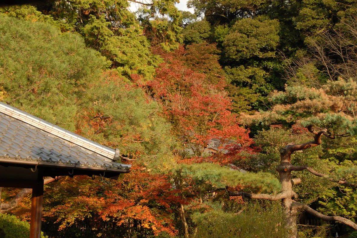 瓦屋根の建物の軒先越しに、色づいた紅葉と松の木がある日本庭園を眺めた写真