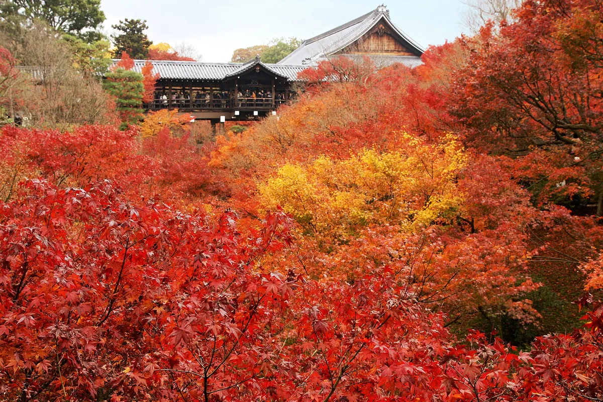紅葉した赤や黄色のもみじの向こうに、参拝客が並ぶ屋根付きの橋廊と寺の建物が見える写真