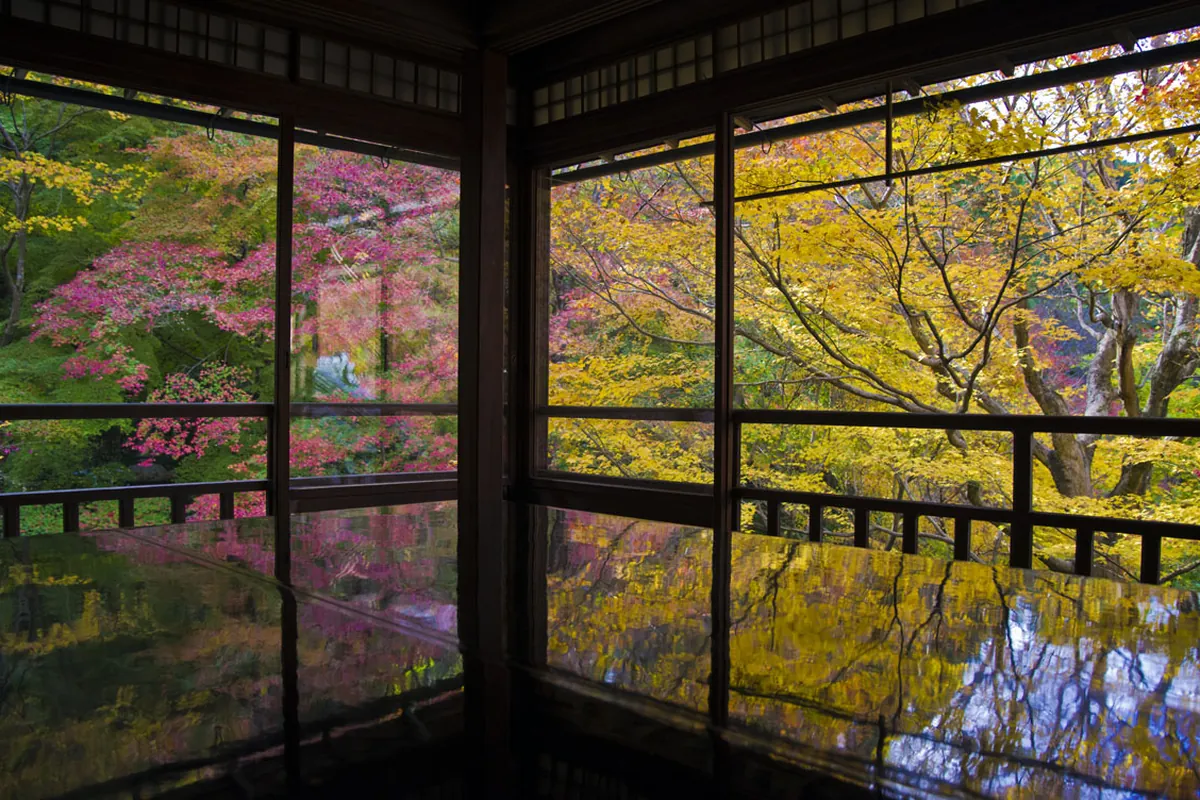 室内の黒く光る床に窓外の赤やピンク、黄色に色づいた紅葉が映り込んで反射している写真