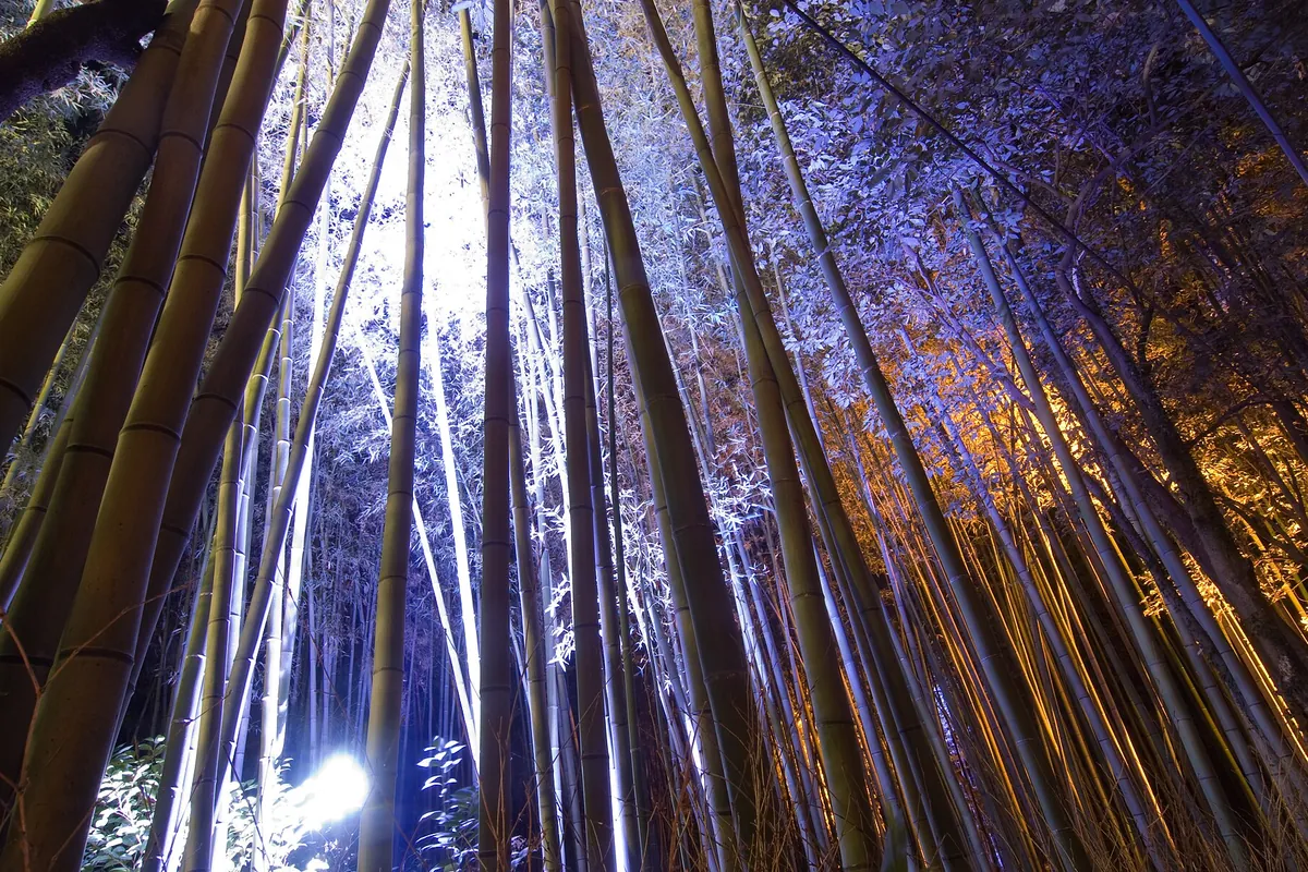 夜にライトアップされた竹林を見上げ、白や橙色の光に竹の幹と葉が照らされている写真