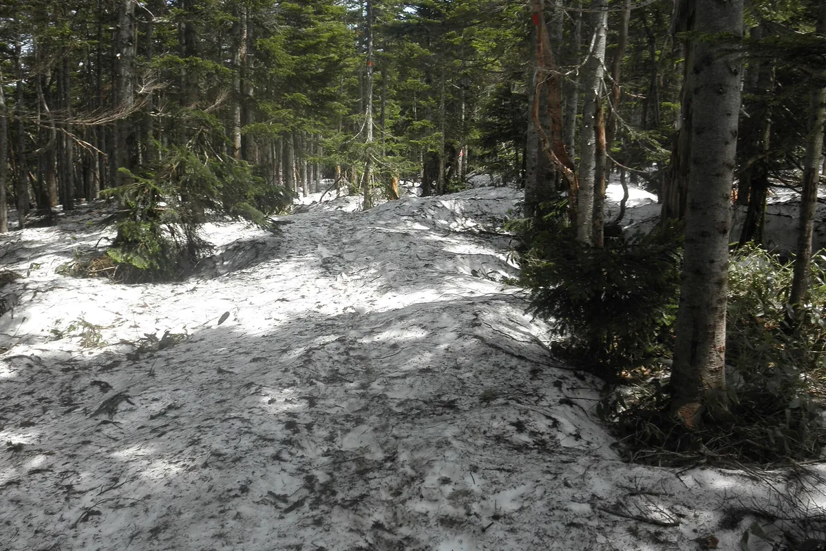 針葉樹林の中、日光と尾瀬を結ぶ登山道に雪が積もり、木々の間を縫うように雪道が続く様子の写真