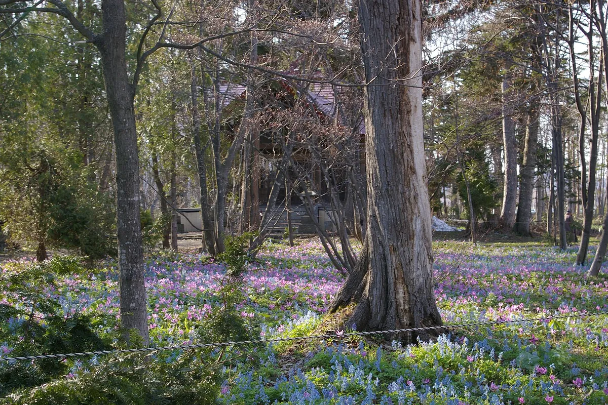 林の中に紫や白の花が一面に咲き、奥に木造の建物が見える様子の写真