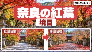 奈良の紅葉2026は近畿7地点で最も早く平年11月21日に色づく
