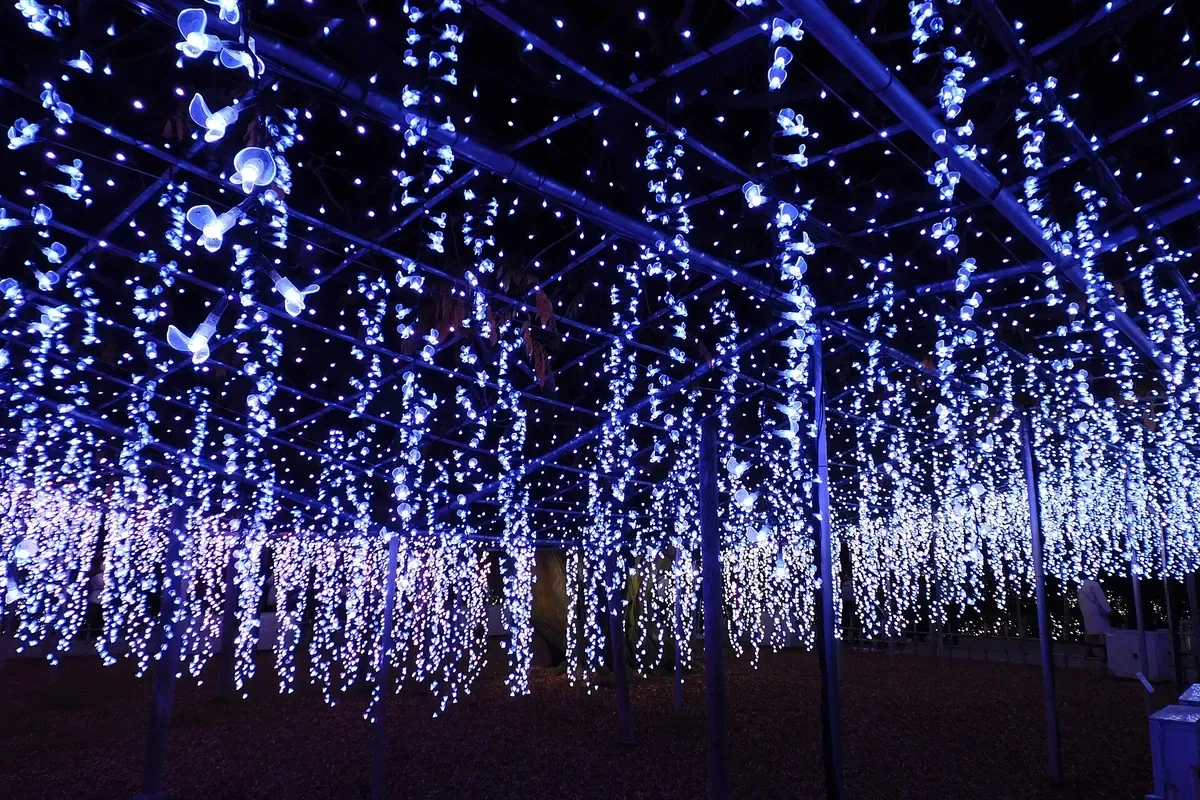 あしかがフラワーパークのフラワーファンタジー。藤の花のように垂れ下がる白と紫の電飾が夜空いっぱいに広がる写真
