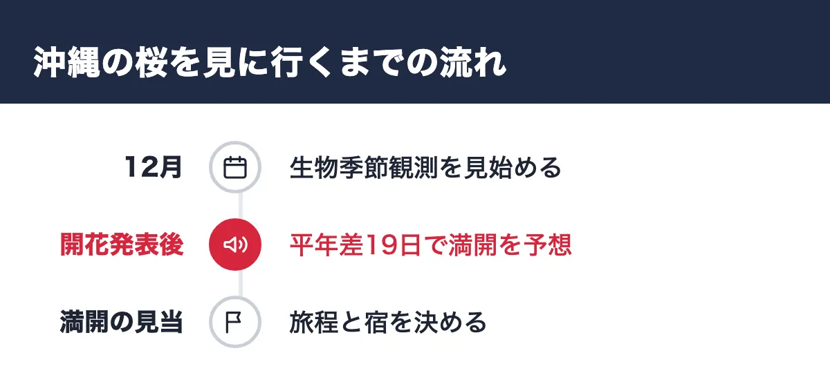 沖縄の桜を見に行くまでの流れ。12月 生物季節観測を見始める／開花発表後 平年差19日で満開を予想／満開の見当 旅程と宿を決める