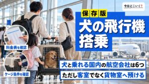 犬を飛行機に乗せる方法は？搭乗の注意点やストレス対策を解説