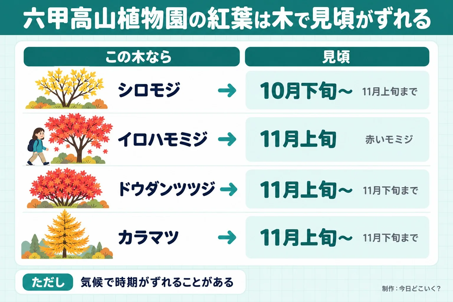 六甲高山植物園の紅葉は木で見頃がずれる。この木なら。見頃。シロモジ。10月下旬〜。11月上旬まで。イロハモミジ。11月上旬。赤いモミジ。ドウダンツツジ。11月上旬〜。11月下旬まで。カラマツ。11月上旬〜。11月下旬まで。ただし 気候で時期がずれることがある。今日どこいく?が作ったイラスト図解(状況→目安の早見表)