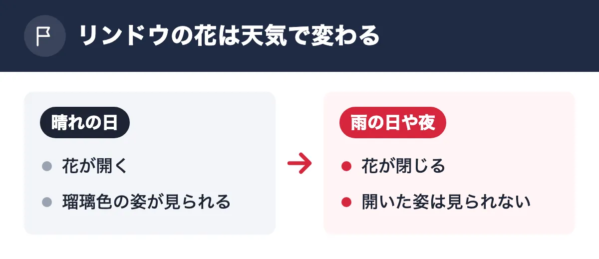 リンドウの花は天気で変わる。晴れの日:花が開く/瑠璃色の姿が見られる。雨の日や夜:花が閉じる/開いた姿は見られない