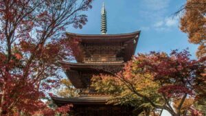 紅葉見頃の東京で昭和記念公園の紅葉は11月中旬・夜の並木は450円