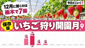 いちご狩りはいつから？栃木21園の開園日は12月が7園で1月が最多