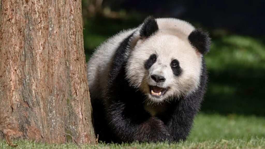 動物園(上野動物園夜間開園)