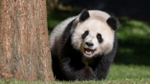 上野動物園の夜間開園は何時まで？入園は19時でゴリラは17時
