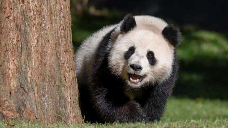 上野動物園の夜間開園は何時まで？入園は19時でゴリラは17時