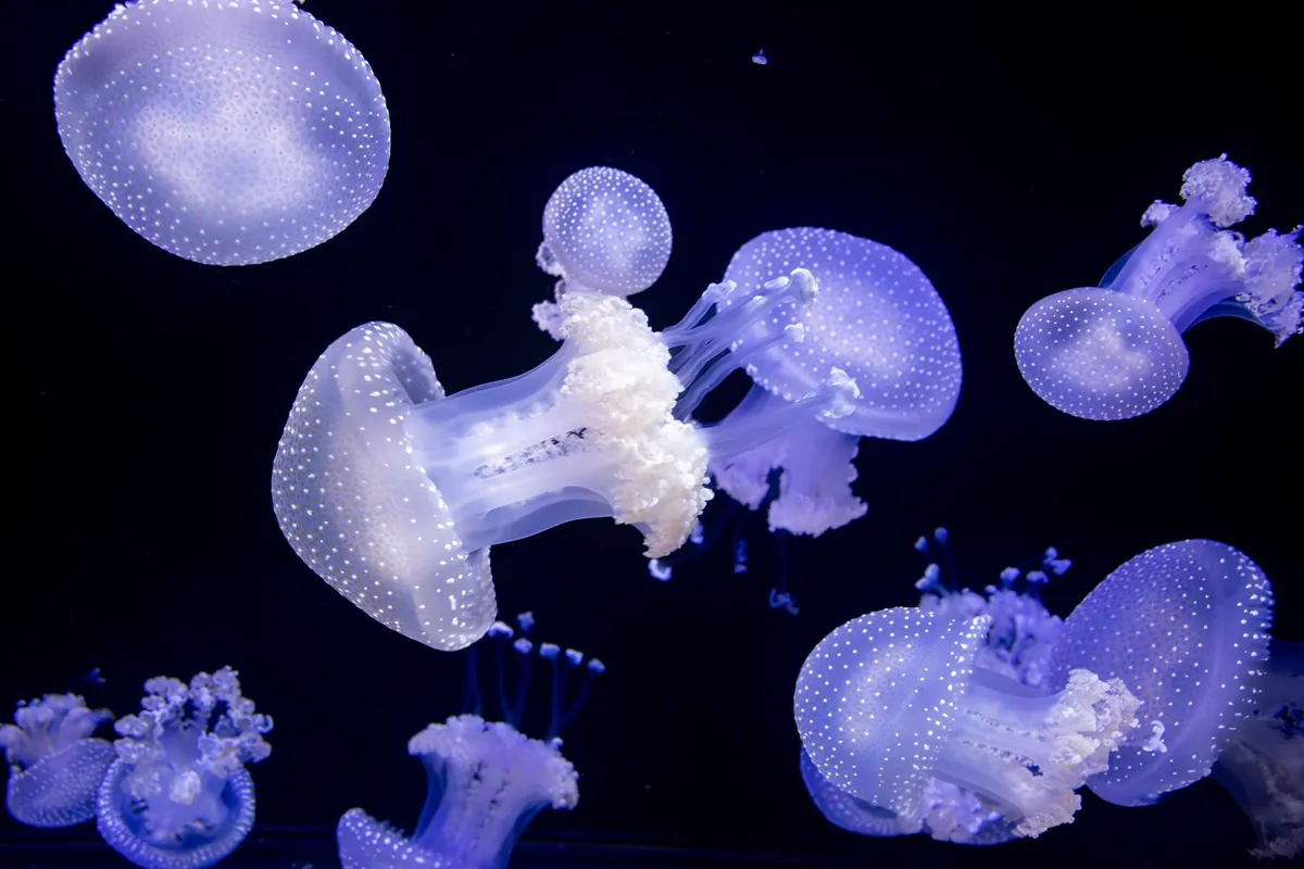 暗い水槽の中で複数のクラゲが青い光に照らされて漂う様子の写真
