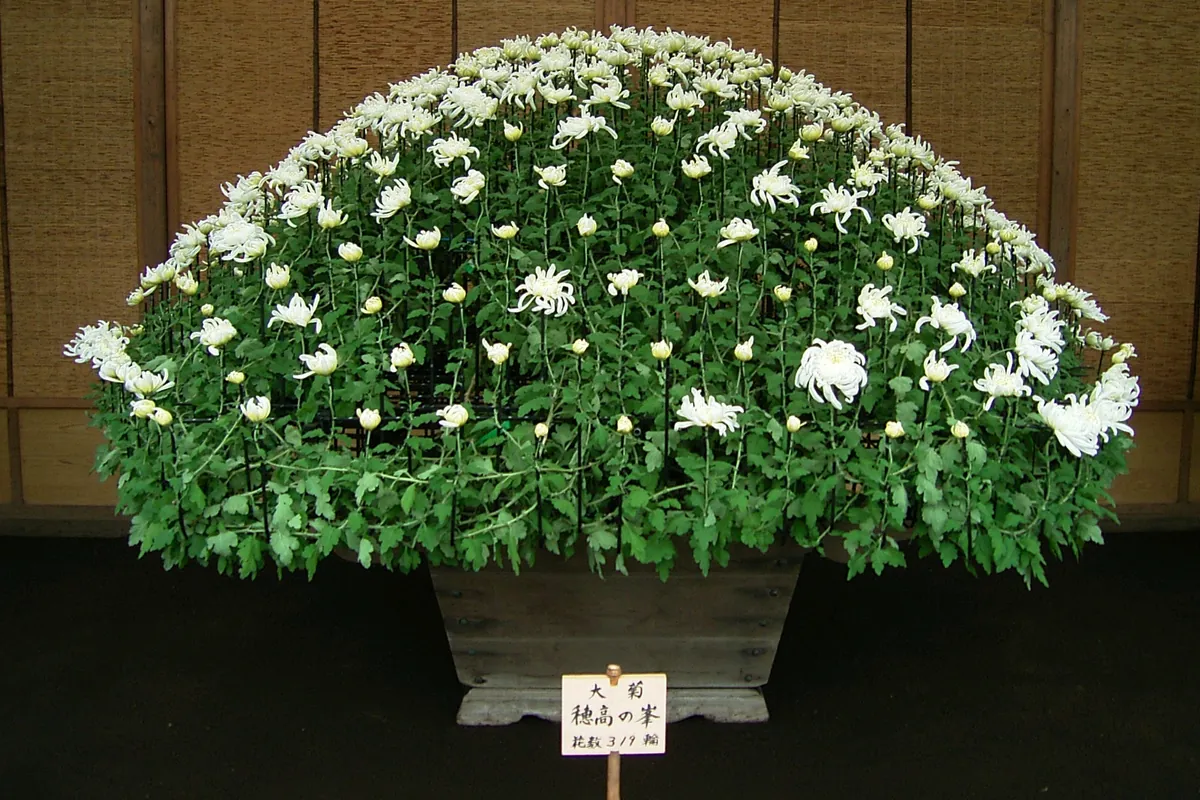 大菊の白い懸崖仕立ての菊花壇に「穂高の峰」と書かれた札が立てられている様子の写真