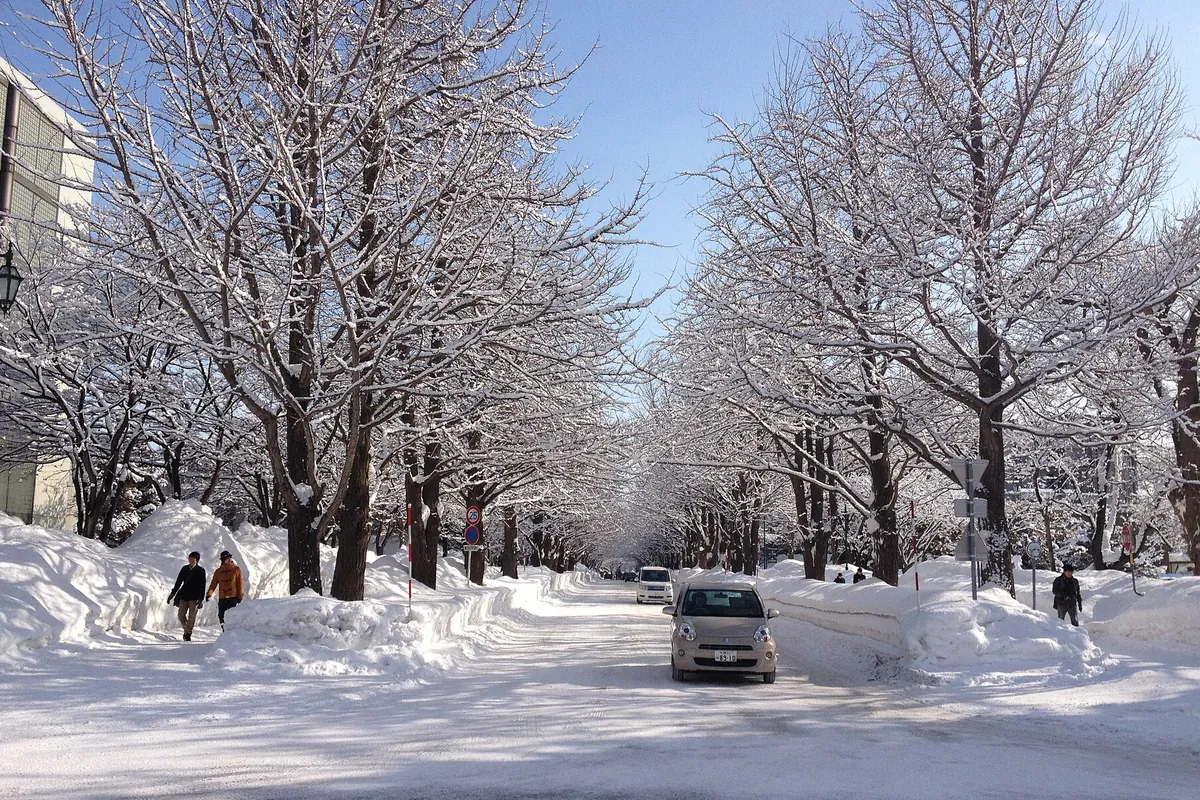 雪が積もった並木道に雪壁ができ、乗用車と歩行者が通る冬の街路の写真