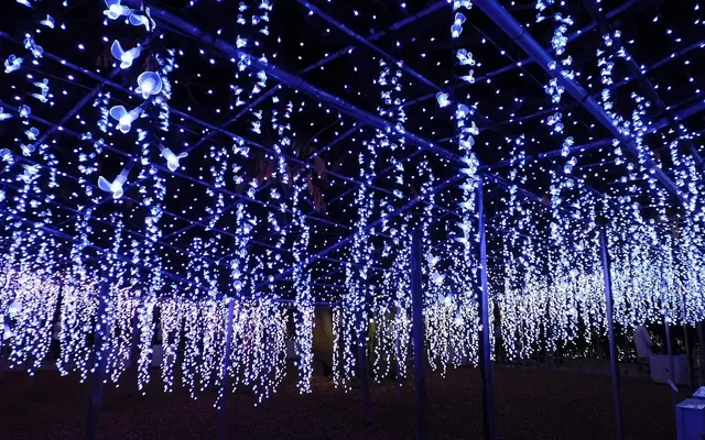 あしかがフラワーパークの写真